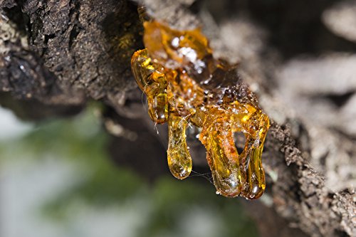 US Organic 100% Pure Frankincense Essential Oil, USDA Certified Organic, Steam Distilled, Boswellia serrata, Origin India, Use Topically or in Diffuser (10 ml, Value 2 Pack)