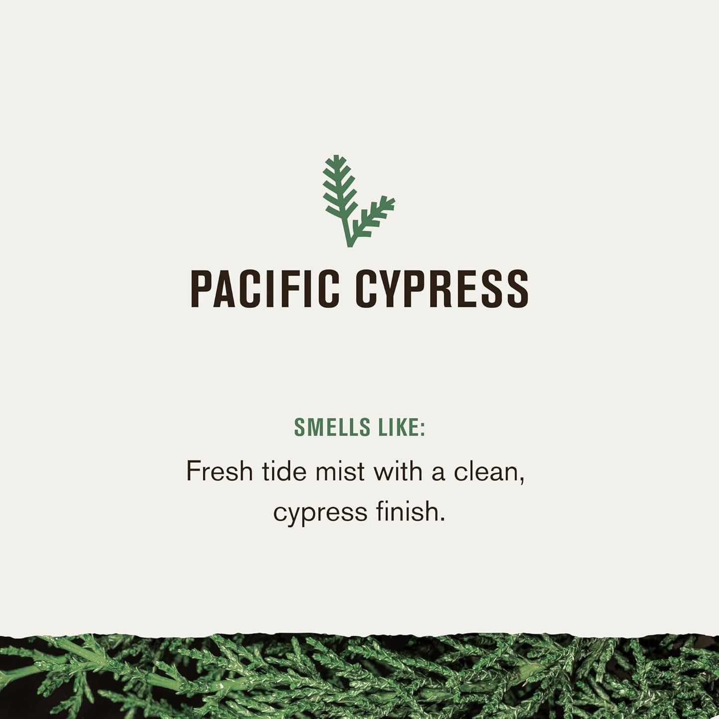 Every Man Jack Nourishing Pacific Cypress Mens Body Wash for All Skin Types - Naturally Derived Ingredients - Cleanse and Hydrate Skin with Coconut and Glycerin - 24oz 2 Bottles